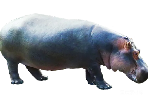 元素素材 河狸