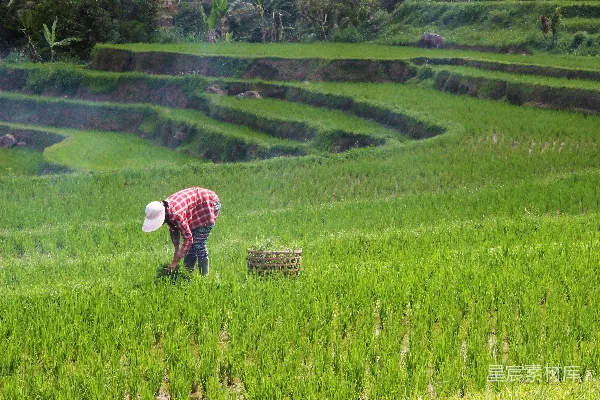 高清摄影 白天在田地里种植水稻的人