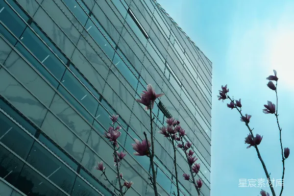 高清摄影 一座高楼前面有一丛花。