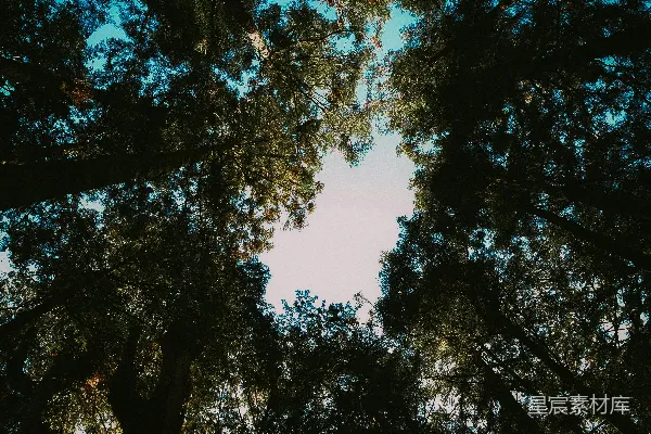 高清摄影 透过高树向上望向天空