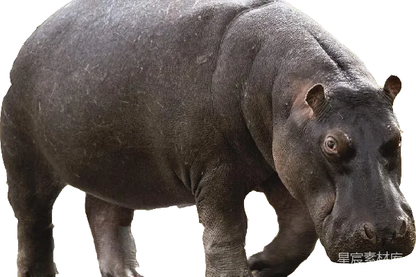 元素素材 hippo