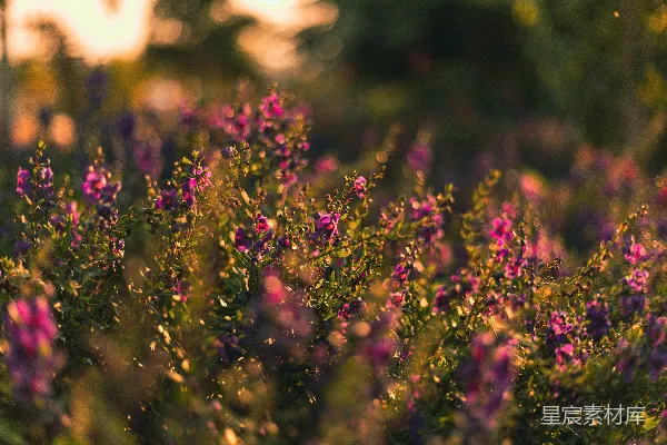 高清摄影 倾斜镜头下的紫色花朵
