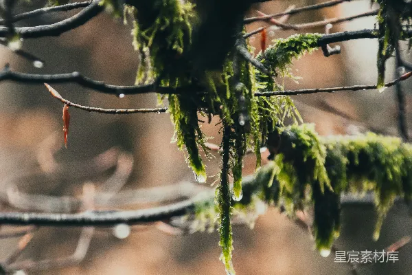 高清摄影 一张树枝的特写照片，上面有水滴。