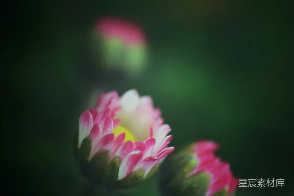 高清摄影 粉色和白色花朵在倾斜位移镜头中