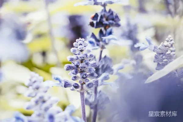 高清摄影 紫色薰衣草花