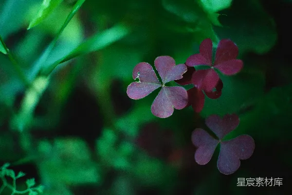 高清摄影 一株红花植物的特写照片