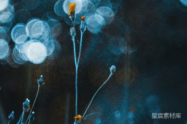 高清摄影 白黄相间的花朵在微移镜头下