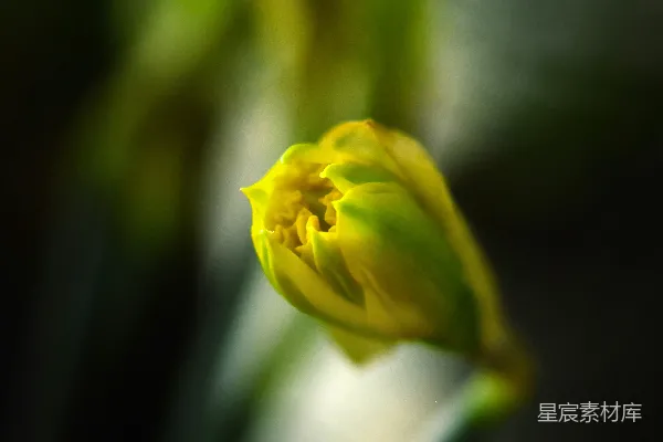 高清摄影 倾斜移轴镜头中的黄色花朵