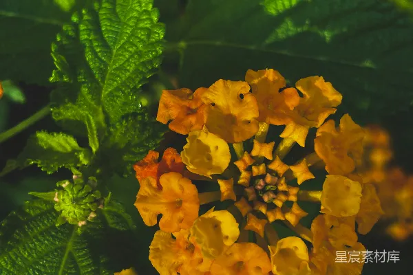 高清摄影 一簇黄色的花