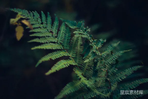 高清摄影 在特写摄影中，绿色蕨类植物
