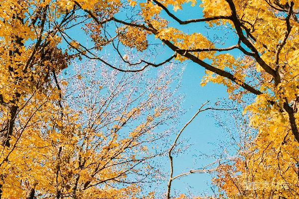 高清摄影 一棵黄叶树