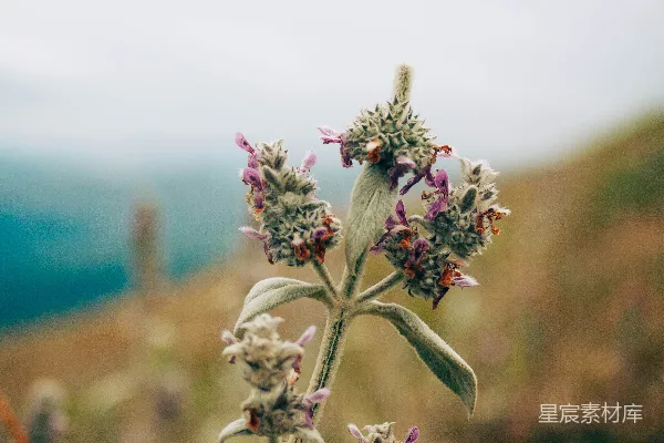 高清摄影 一张美丽的野花的特写图像。