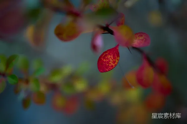 高清摄影 一朵花的特写
