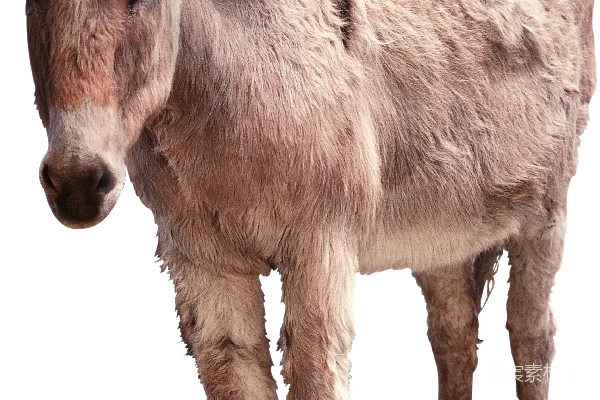 元素素材 驴