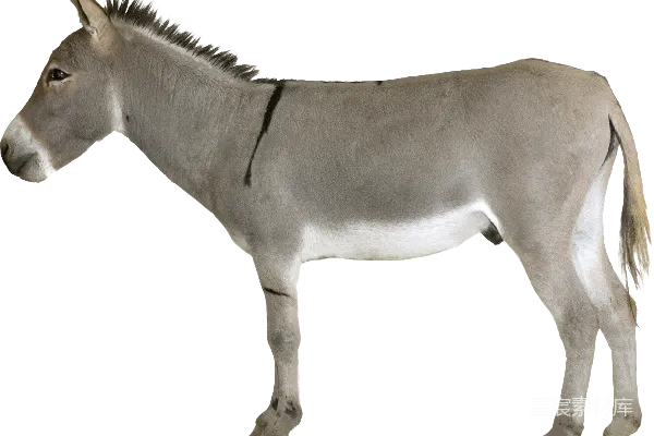 元素素材 驴