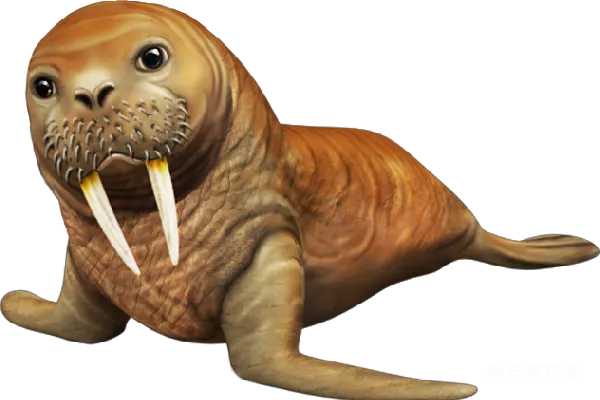 元素素材 walrus