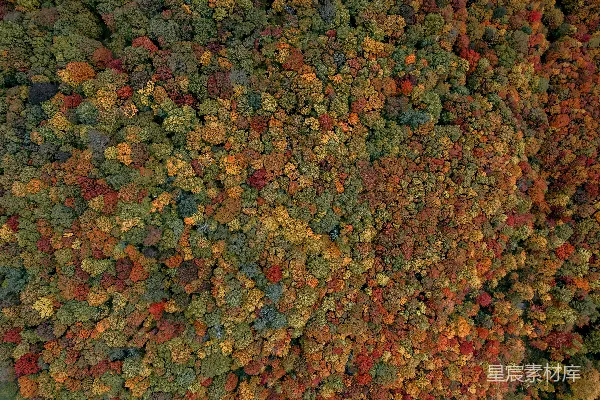 高清摄影 一组五颜六色的叶子
