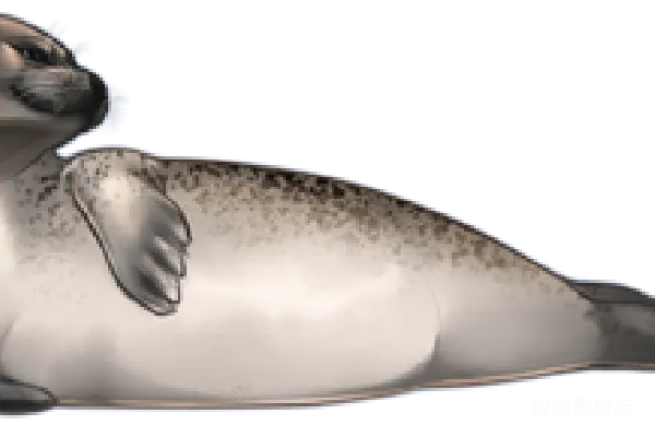 元素素材 可爱的海豹卡通插画