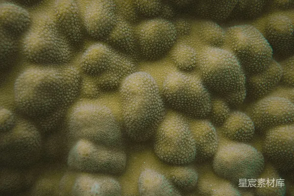 高清摄影 黄色珊瑚表面的特写
