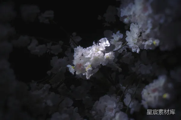 高清摄影 黑暗中的白色花朵。