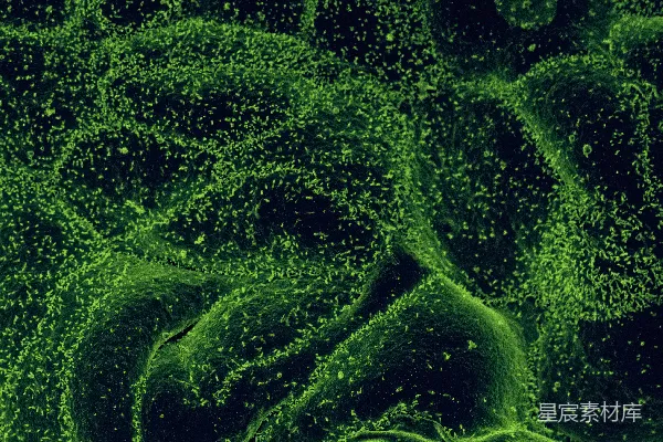 高清摄影 一张绿色物质的特写视图