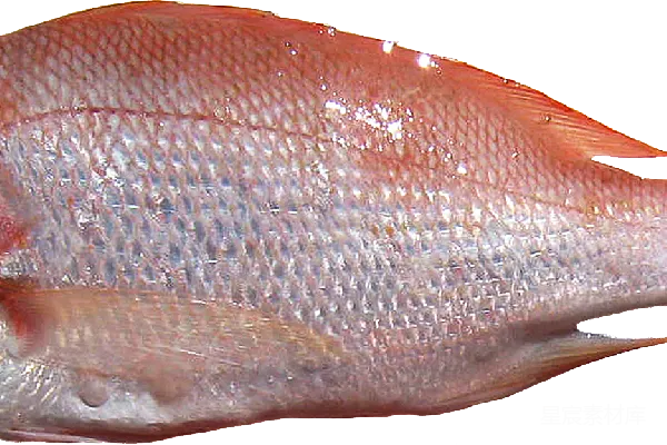 元素素材 鱼