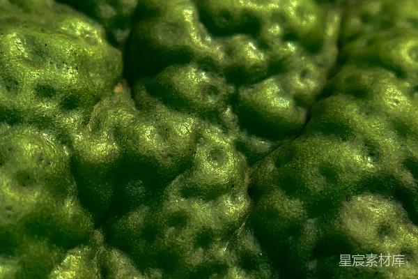 高清摄影 一张绿色植物的特写照片