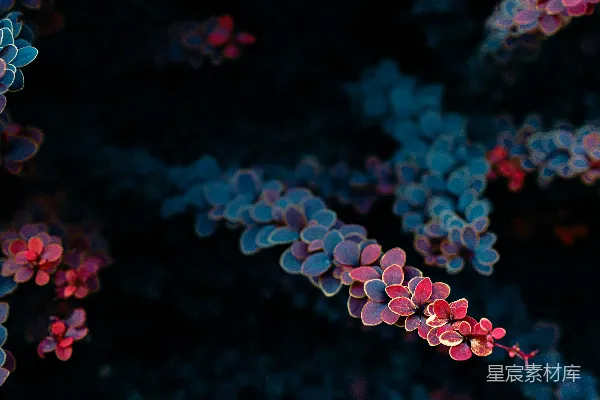 高清摄影 在深色背景前，特写拍摄了小片粉蓝相间的叶子。