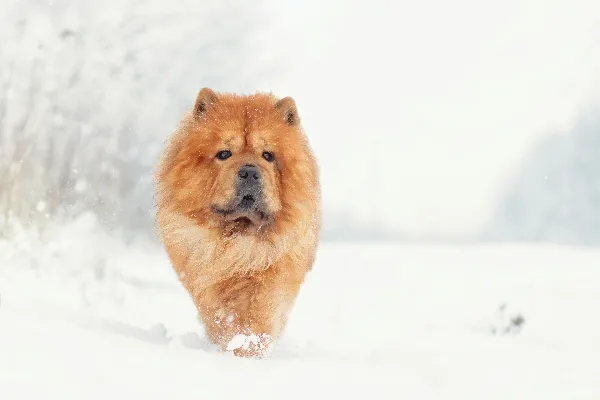 高清摄影 一只棕色的大狗在覆盖着积雪的森林中漫步