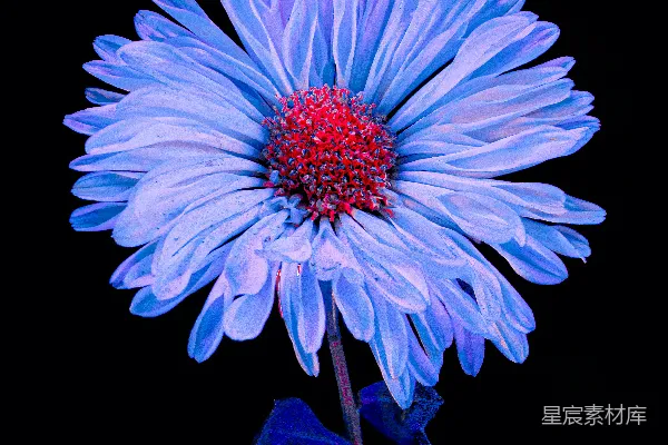 高清摄影 一朵充满活力的蓝绿色菊花，中心为红色。