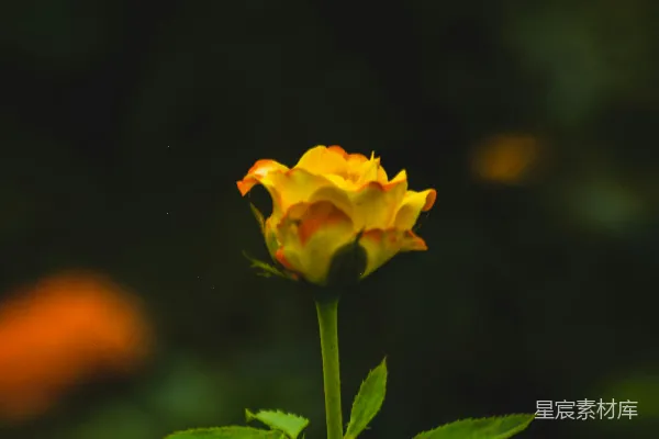 高清摄影 一朵黄色的玫瑰在黑暗的背景下盛开。