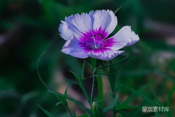 高清摄影 一朵白色的粉红色的花在绿色的叶子中
