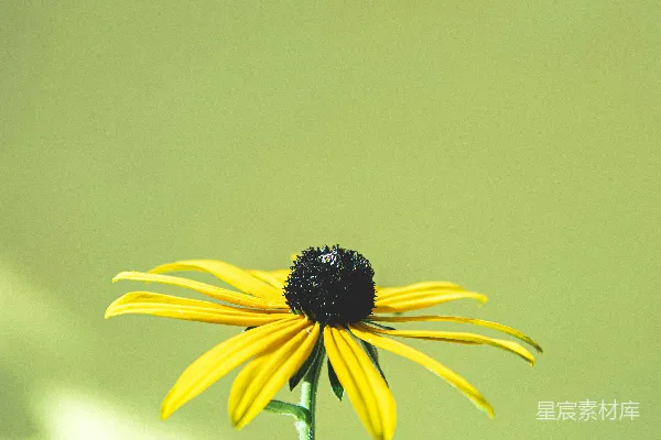 高清摄影 一朵带深色中心的黄色花朵。