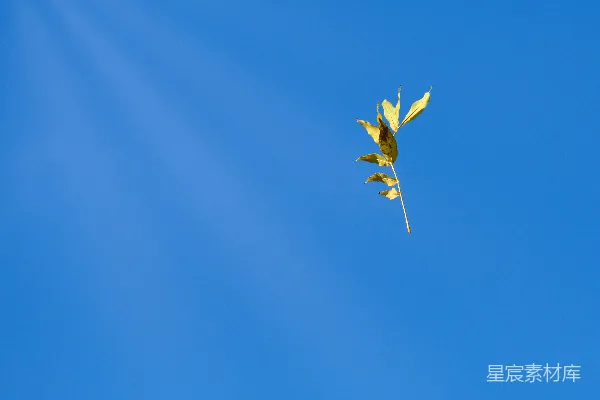 高清摄影 一片干枯的叶子漂浮在明亮的蓝天上。