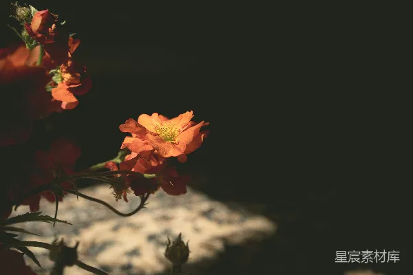 高清摄影 橙色的花朵在阳光下，花心是黄色的。