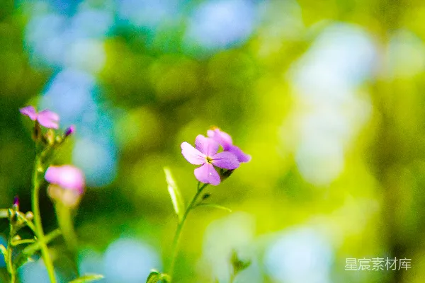 高清摄影 淡粉色的花朵与鲜艳模糊的绿色背景形成对比。