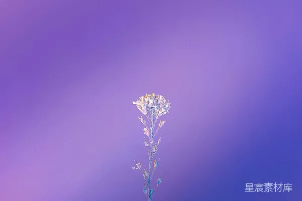 高清摄影 微距镜头下的绿色植物