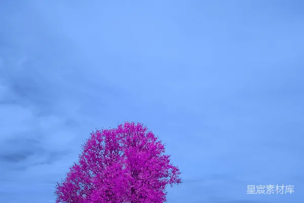 高清摄影 鲜艳的粉红色树木与明亮的蓝天相对。