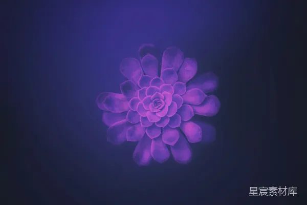 高清摄影 紫色花瓣的花与蓝色背景