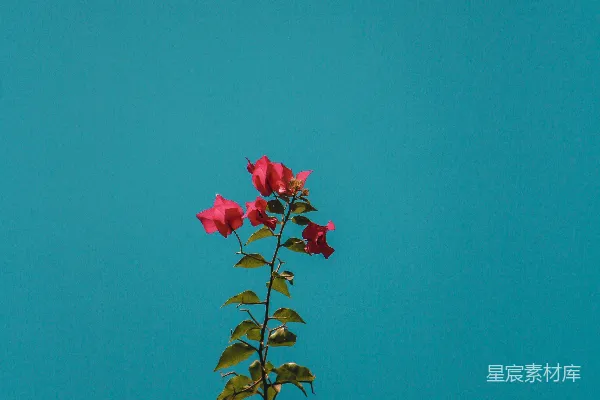 高清摄影 红花瓣的花