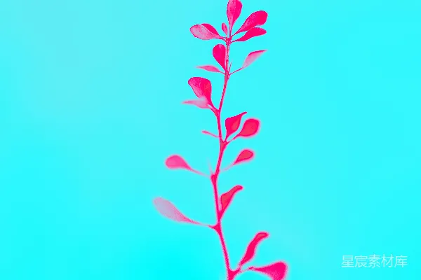 高清摄影 一朵红色的花在蓝色背景上