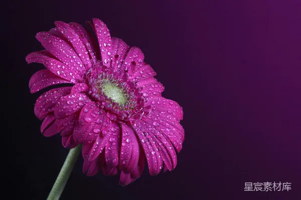 高清摄影 一朵带有水珠的紫色花朵