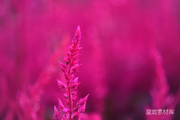 高清摄影 粉色花瓣的特写摄影