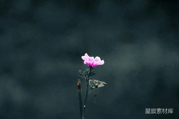 高清摄影 一朵粉红色的花正坐在植物的顶部。