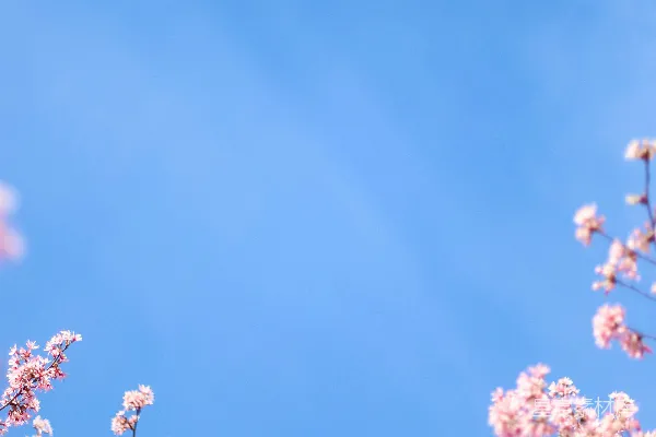 高清摄影 白天蓝天下的一簇白樱花