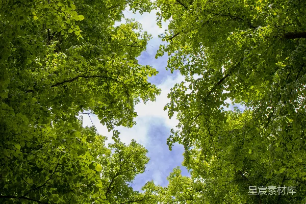 高清摄影 一群树木