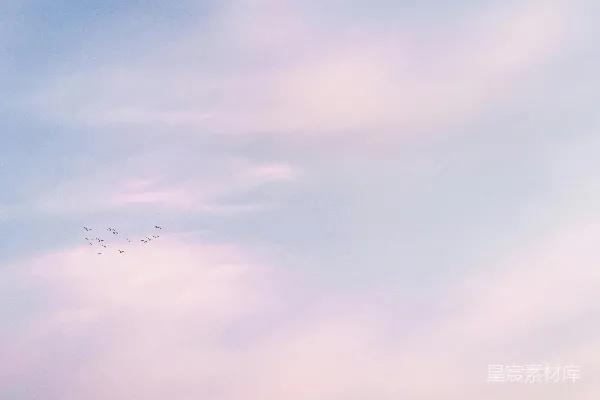 高清摄影 一群鸟在白天多云的天空中飞行。