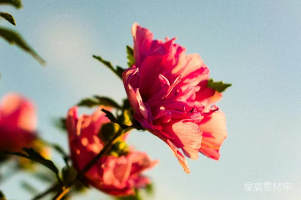 高清摄影 粉色木槿花的特写照片