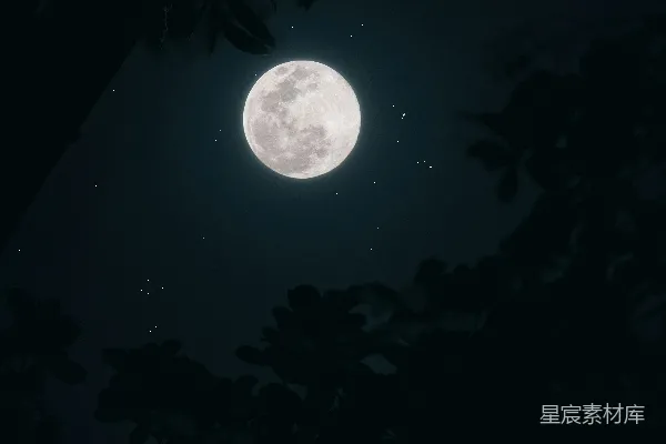 高清摄影 透过树枝看到的满月