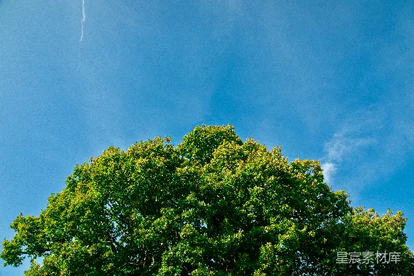 高清摄影 一棵绿树，背景是蓝天。
